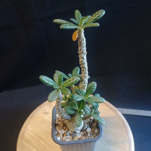 Dorstenia gigas caudex - dorstenia, rare