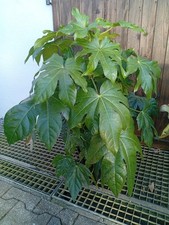 Aralie D'intérieur Plante