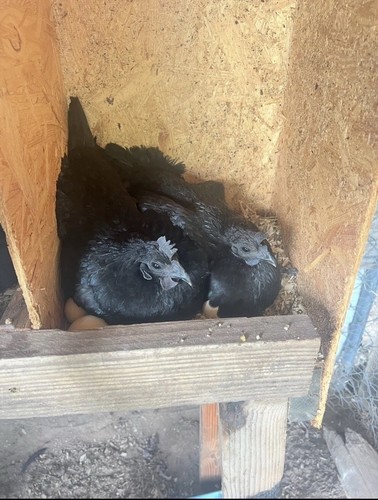 Ayam cemani hatching - 8, +