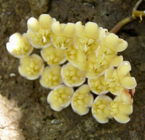 Hoya imbricata plante tuile - imbricata,