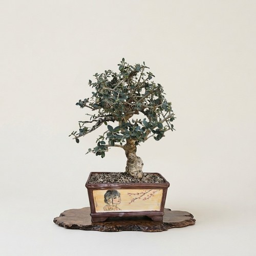 Bonsaï olea sylvestris en - bonsaï,