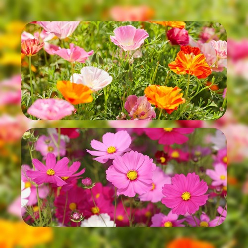 100 graines cosmos - 100,