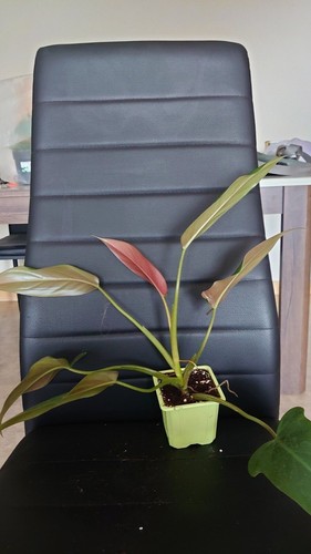 Philodendron mexicanum - mexicanum,