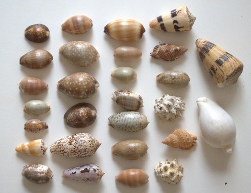 Lot coquillages - lot, 28