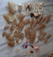 ancient educational anatomical skeleton anatomy of the human body incomplete