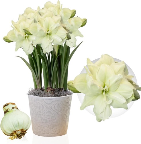 Bulbes amaryllis marilyn - -,