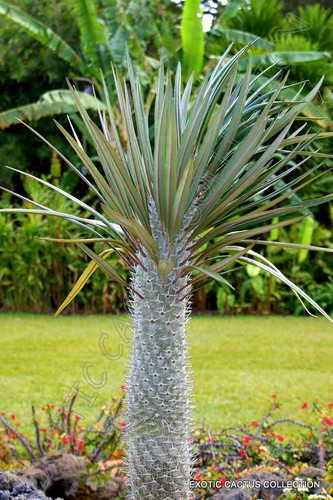 Pachypodium geayi rare - pachypodium,