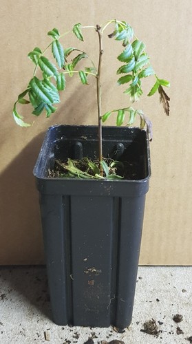 Xanthoceras sorbifolium - , /