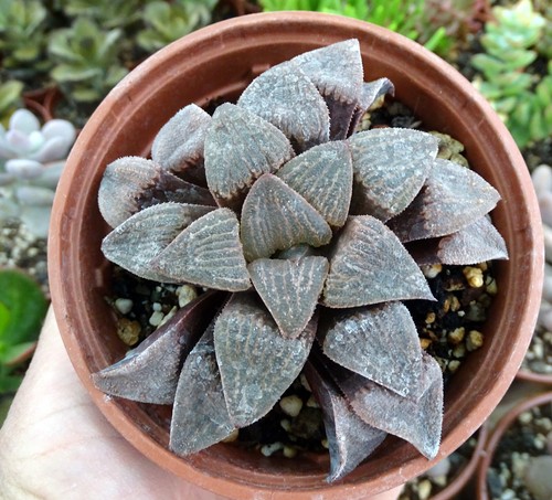 Haworthia magnifica plante - haworthia,