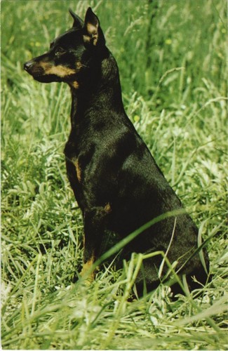 Cpa pinscher nain dog - cpa,