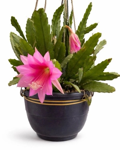 Epiphyllum cactus orchidée - orchidée,