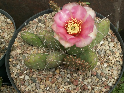 Opuntia coloradoensis - opuntia,
