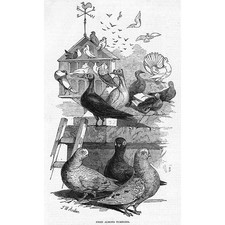 PIGEONS Prize Almond Tumblers - Antique Print 1847