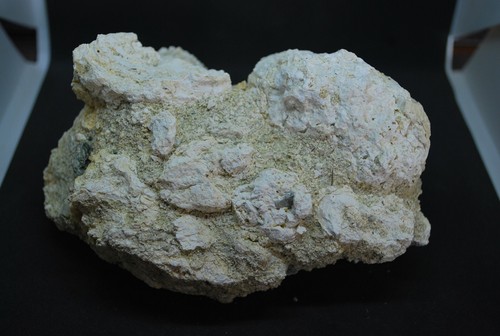 Corail fossile cap - cap, corse