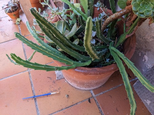 Stapelia grandiflora x2 - stapelia,