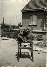 ANTIQUE PHOTO - VINTAGE SNAPSHOT - ANIMAL CHIEN FUNNY GARDEN CHAIR - DOG CHAIR