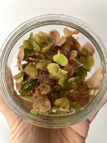 Plante aquatique phyllanthus - plante,