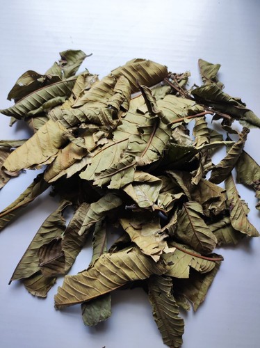 Goyave feuille psidium - goyave, (psidium
