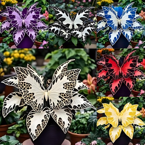 500 graines géranium - de,