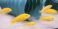 9 Yellow Lab cichlids 2 to 3 inch juvenile African freshwater labidochromis baby