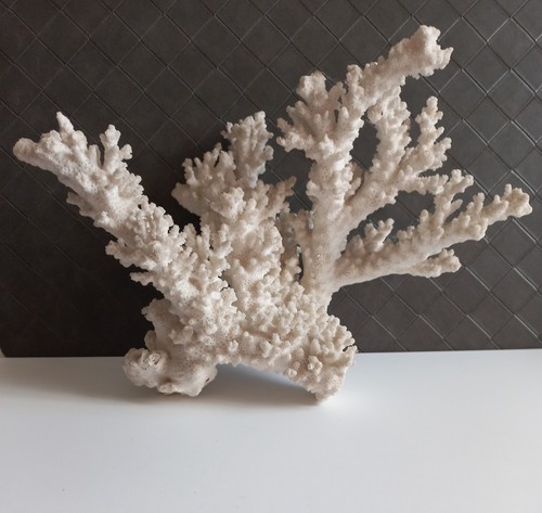 Grand corail blanc collection - grand,