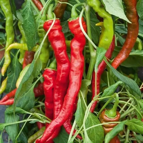 Lot graines de piment - graines,