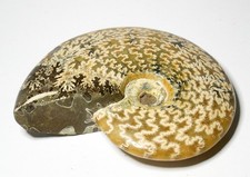 Grande Ammonite 110 Millions