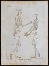 1825 - Squelette d'homme et de femme - Gravure ancienne - Anatomie