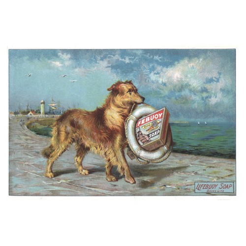 Chien avec bouée - chien,