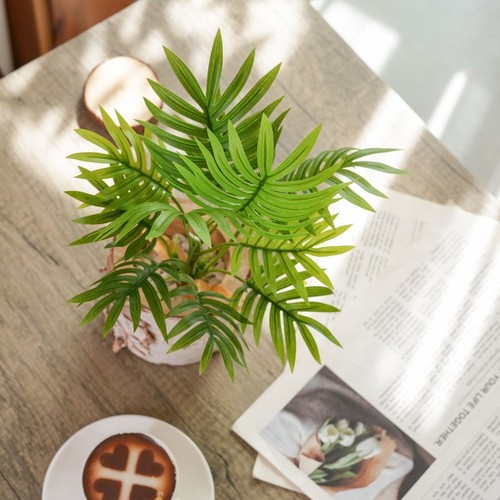 Areca palmier plante - palmier,