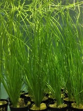 VALLISNERIA NANA - PLANTE