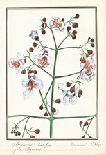 Trompette Catawba Catalpa Botanique Fleur Botanique Aquarelle Dessin 1830