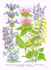 Salvia Nepeta Perovskia Monarda 1979 Garden Flower Print TOBOGF#153