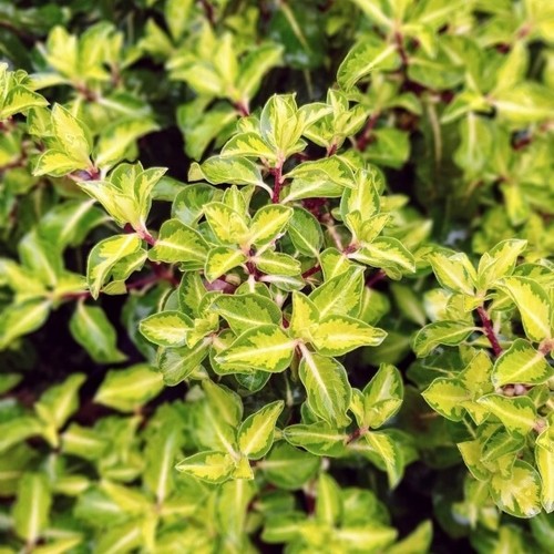 Pittosporum gold star pot - 'gold, star'