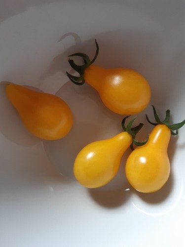 Graines tomates jaune - 20,