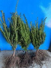 If commun ‘Bacata’