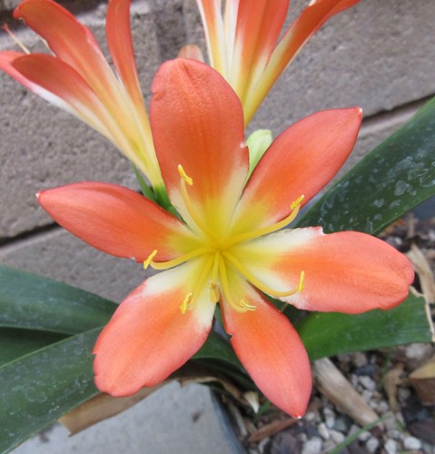 Hybrid clivia miniata large - miniata,