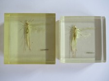 INCLUSION EN RESINE X 2  