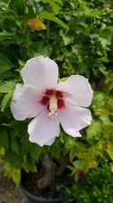 Hibiscus syriacus 'Hamabo' /
