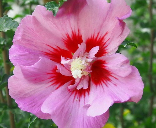 Hibiscus syriacus rose géant - syriacus,