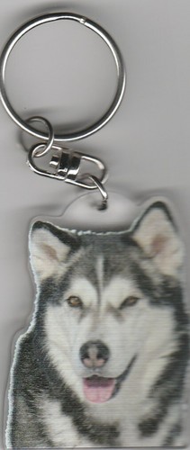 Alaskan malamute chien - malamute,