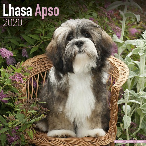 Calendrier 2020 lhassa apso - calendrier,