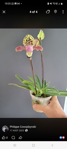 Paphiopoedilum henryanum