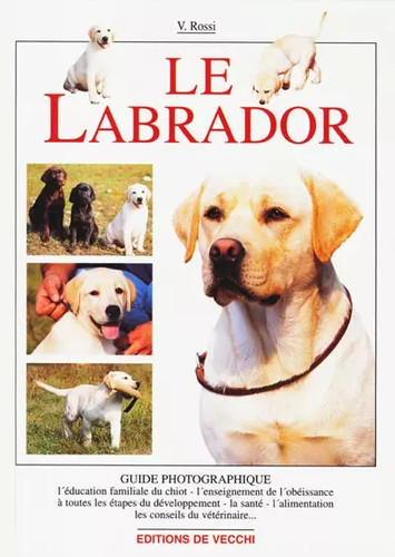 Labrador - le,