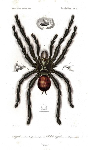 Mygale avicularia vogelspinnen - avicularia,