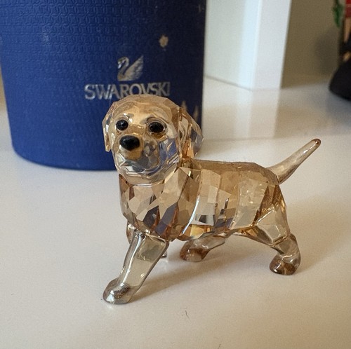 Chiot golden retriever - chiot,
