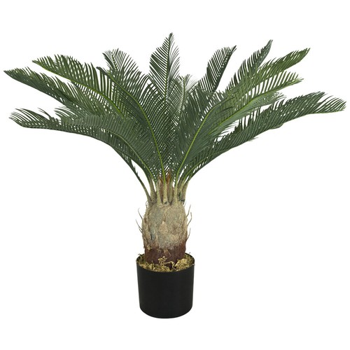 Palmier fougère cycas plante - fougère,