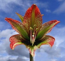 Hippeastrum iguazanum