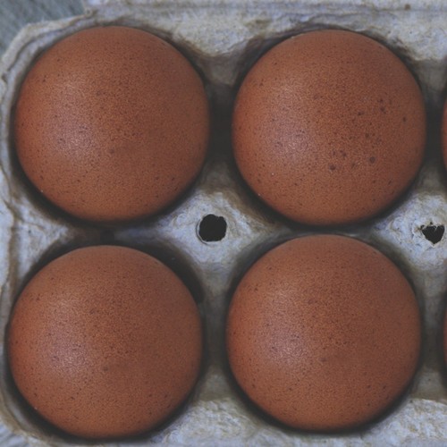 Purebred black copper - purebred,