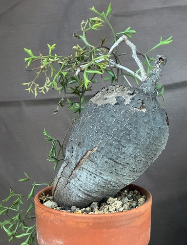 Cyphostemma montagnacii